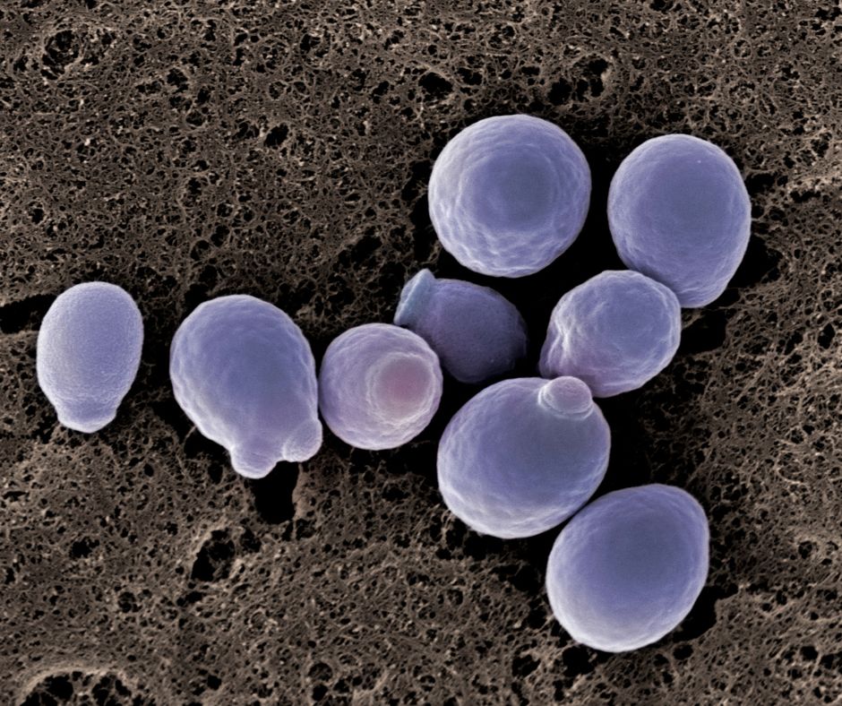 Candidozyma auris